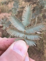 Acacia baileyana