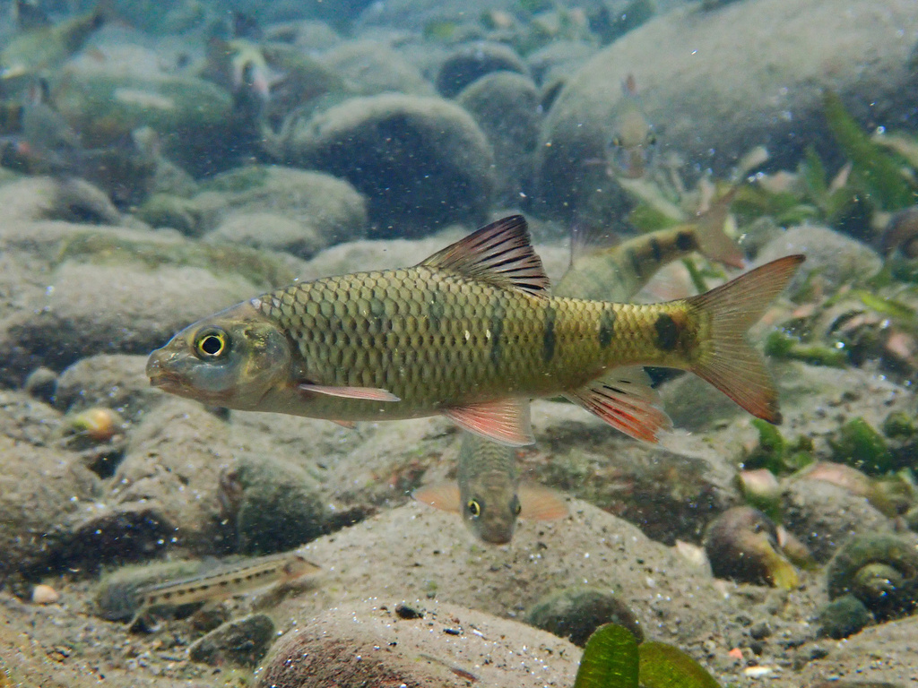 Taiwan Torrent Carp