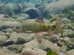 Taiwan Torrent Carp photo 1