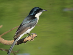Paperbark Flycatcher photo 1
