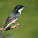 Paperbark Flycatcher - Photo (c) Josh Magro, some rights reserved (CC BY-NC), uploaded by Josh Magro