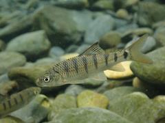 Taiwan Torrent Carp photo 2