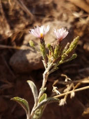Lessingia nemaclada