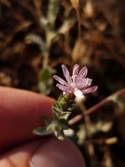 Lessingia nemaclada