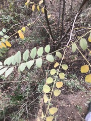 Robinia pseudoacacia