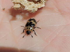 Ischyrus quadripunctatus