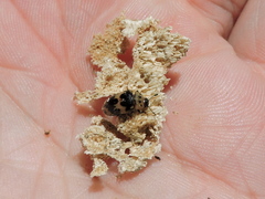 Ischyrus quadripunctatus