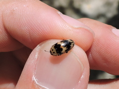 Ischyrus quadripunctatus