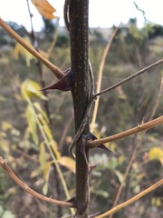 Robinia pseudoacacia