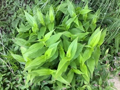 Tricyrtis
