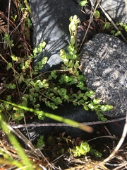 Hypericum anagalloides