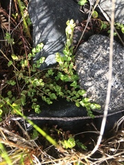 Hypericum anagalloides