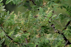 Bursera palmeri