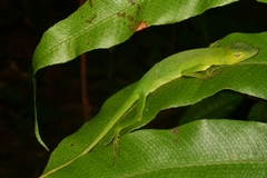 Nurra Anole