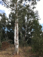 Eucalyptus camaldulensis