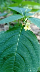 Impatiens parviflora