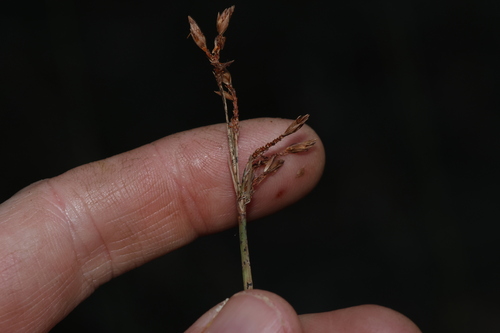 Image of Fimbristylis ferruginea by (c) Greg Tasney, some rights reserved (CC BY-SA)