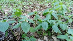 Impatiens parviflora