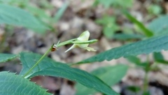 Impatiens parviflora