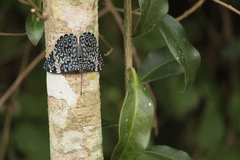 Hamadryas amphinome mazai