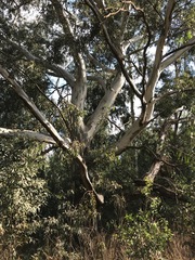 Eucalyptus camaldulensis