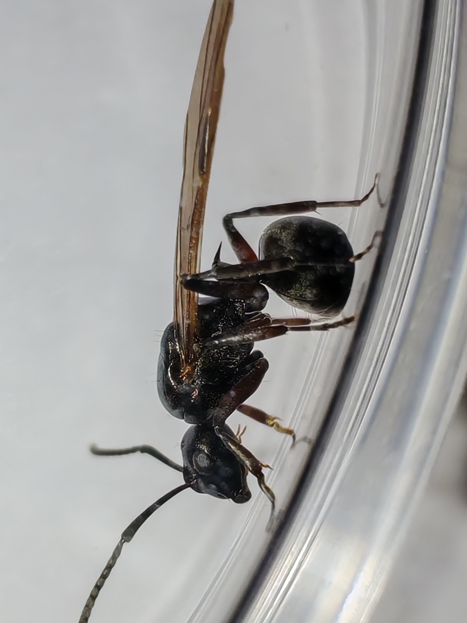 Polyrhachis confusa