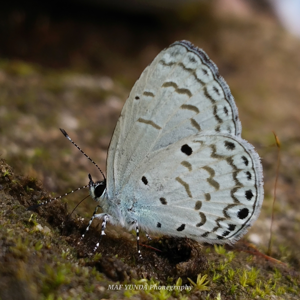 Sidima sulawesiana
