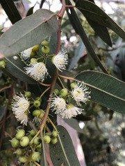 Eucalyptus camaldulensis