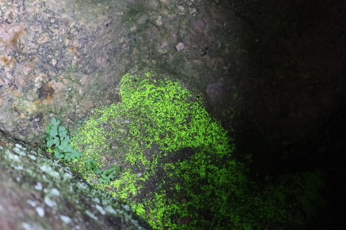 Image of Luminous Moss (Schistostega pennata) by (c) Petr Knotek, some rights reserved (CC BY)
