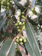 Eucalyptus camaldulensis