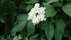 Sambucus nigra