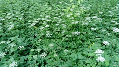 Aegopodium podagraria