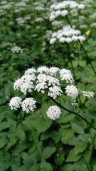 Aegopodium podagraria