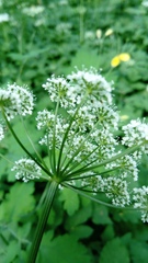 Aegopodium podagraria