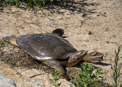 African Softshell Turtle photo 2