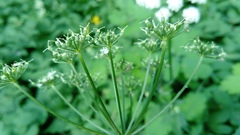 Aegopodium podagraria