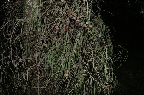 Image of Amyema cambagei by (c) Greg Tasney, some rights reserved (CC BY-SA)