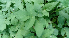 Aegopodium podagraria