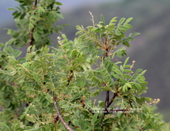 Bursera palmeri