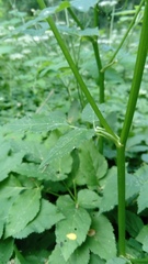 Aegopodium podagraria