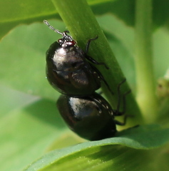 Coptosoma scutellatum
