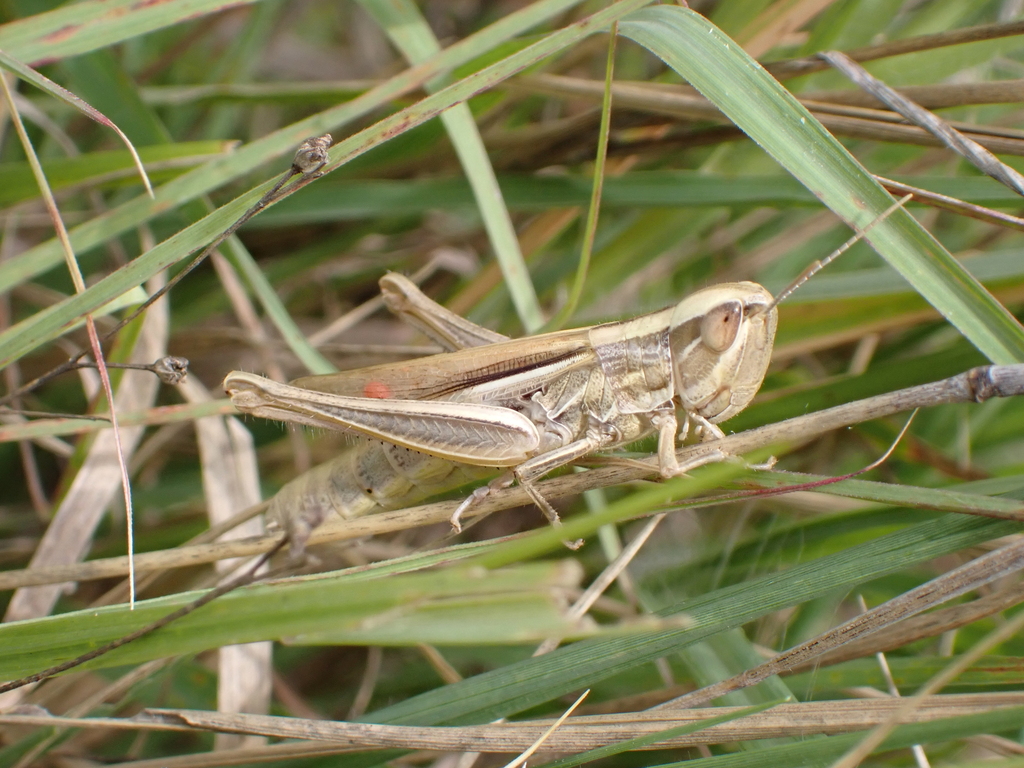 Euchorthippus transcaucasicus