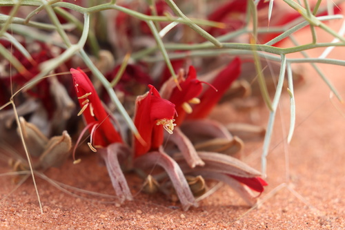 Leptosema chambersii F.Muell.