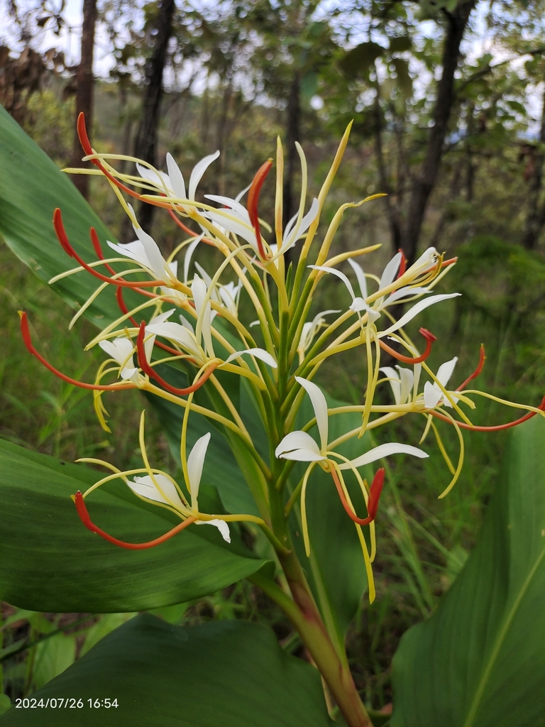 Hedychium yunnanense