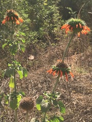 Leonotis nepetifolia nepetifolia