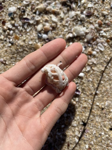 Stomatia phymotis observed 2024-08-04