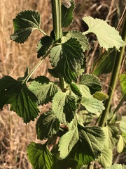 Leonotis nepetifolia nepetifolia