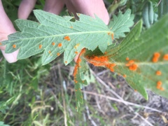 Coleosporium