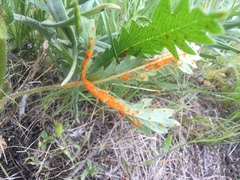 Coleosporium