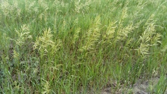 Bromus inermis